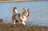 CORGI CARDIGAN 134